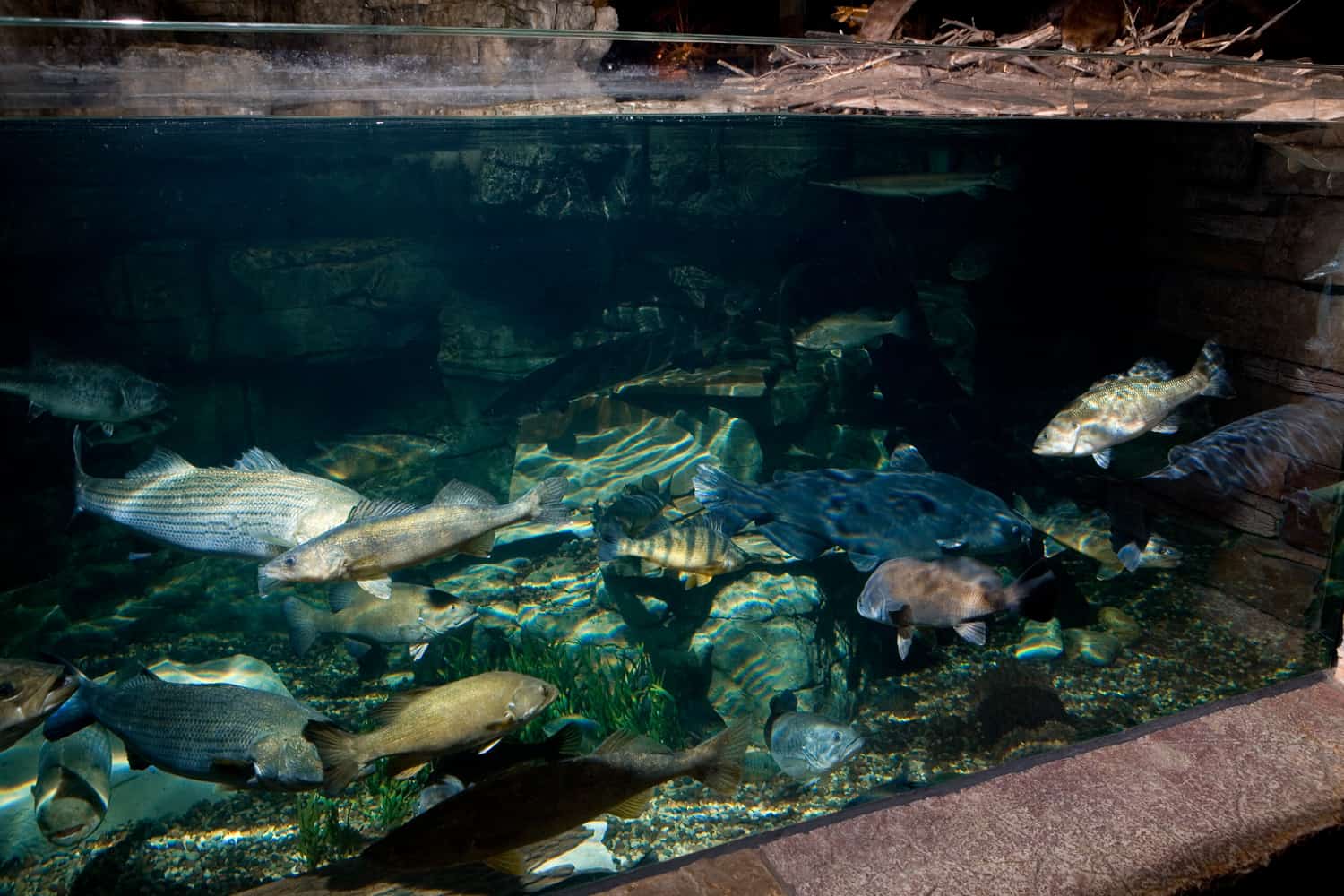 Large Commercial Outdoor Retailer Aquamoon